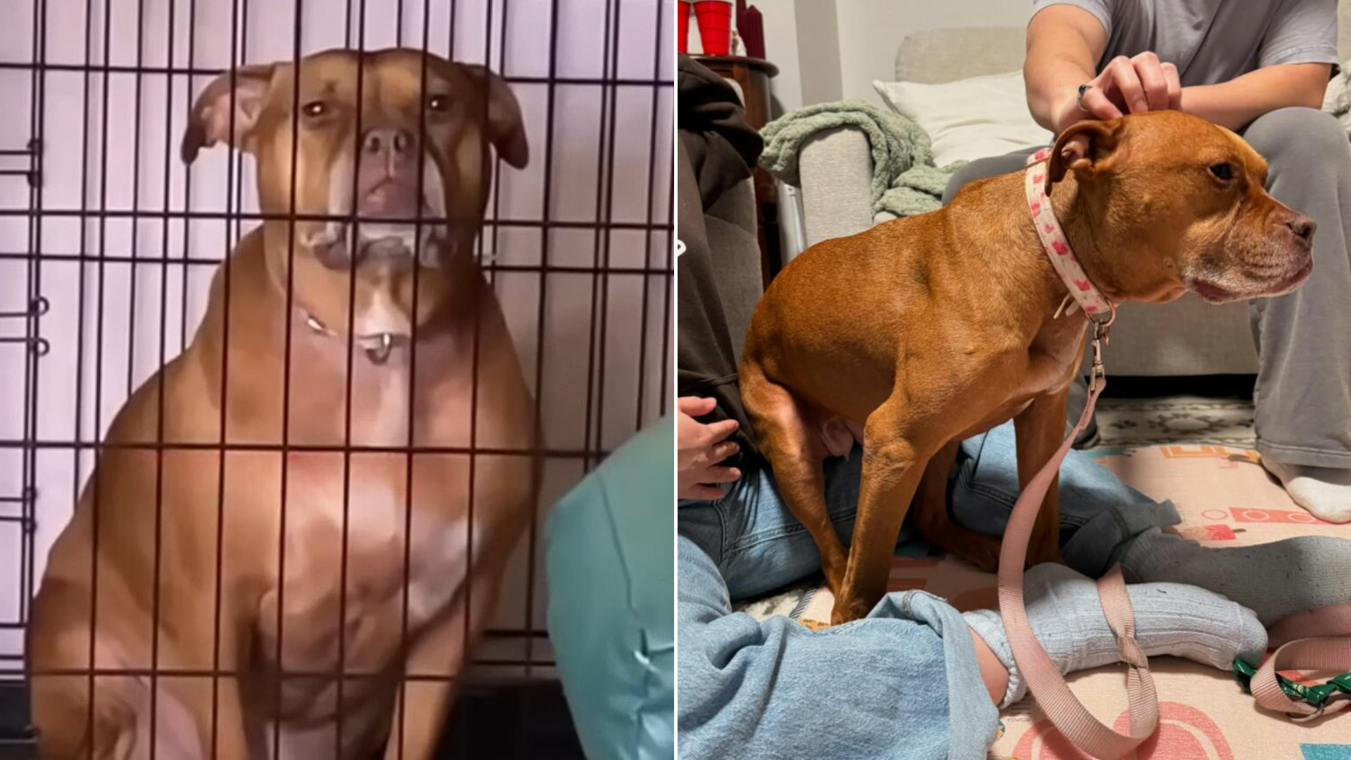 dog in shelter cage
