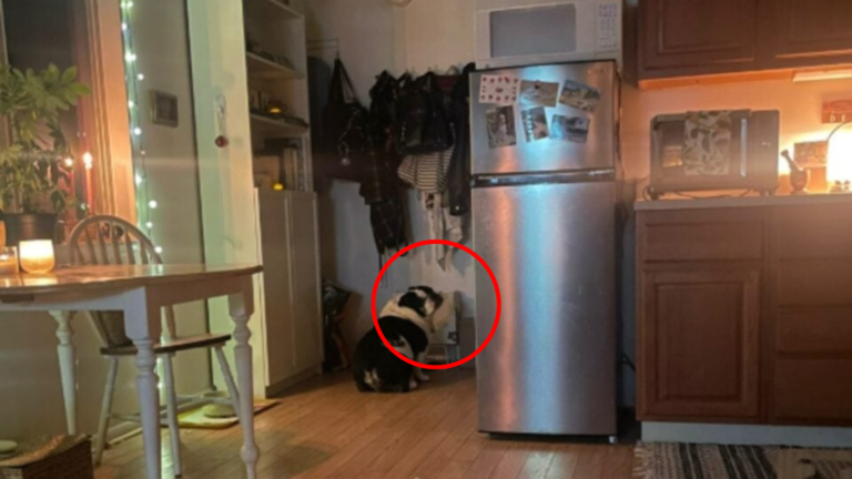 dog waiting by the fridge