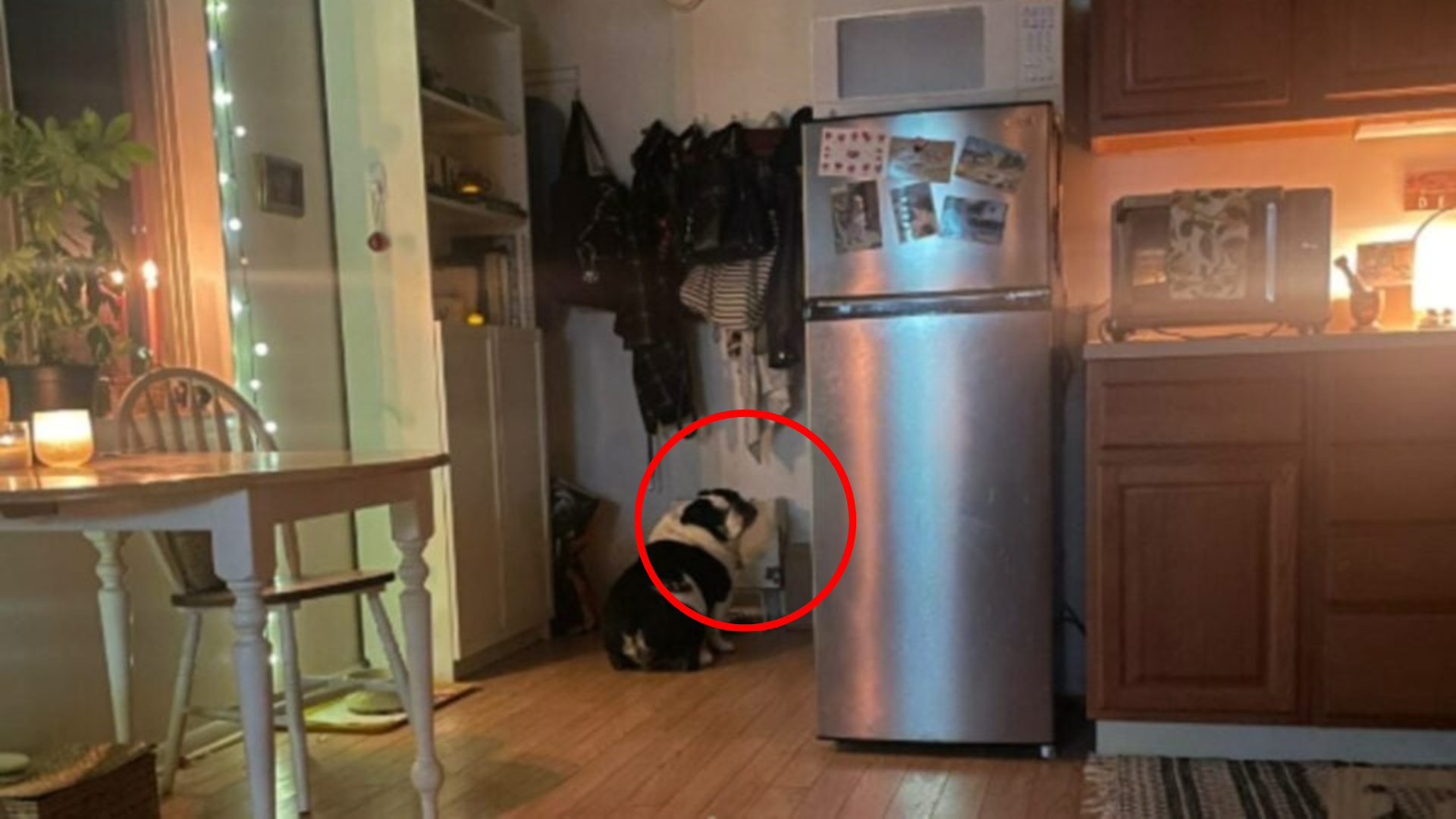 dog waiting by the fridge