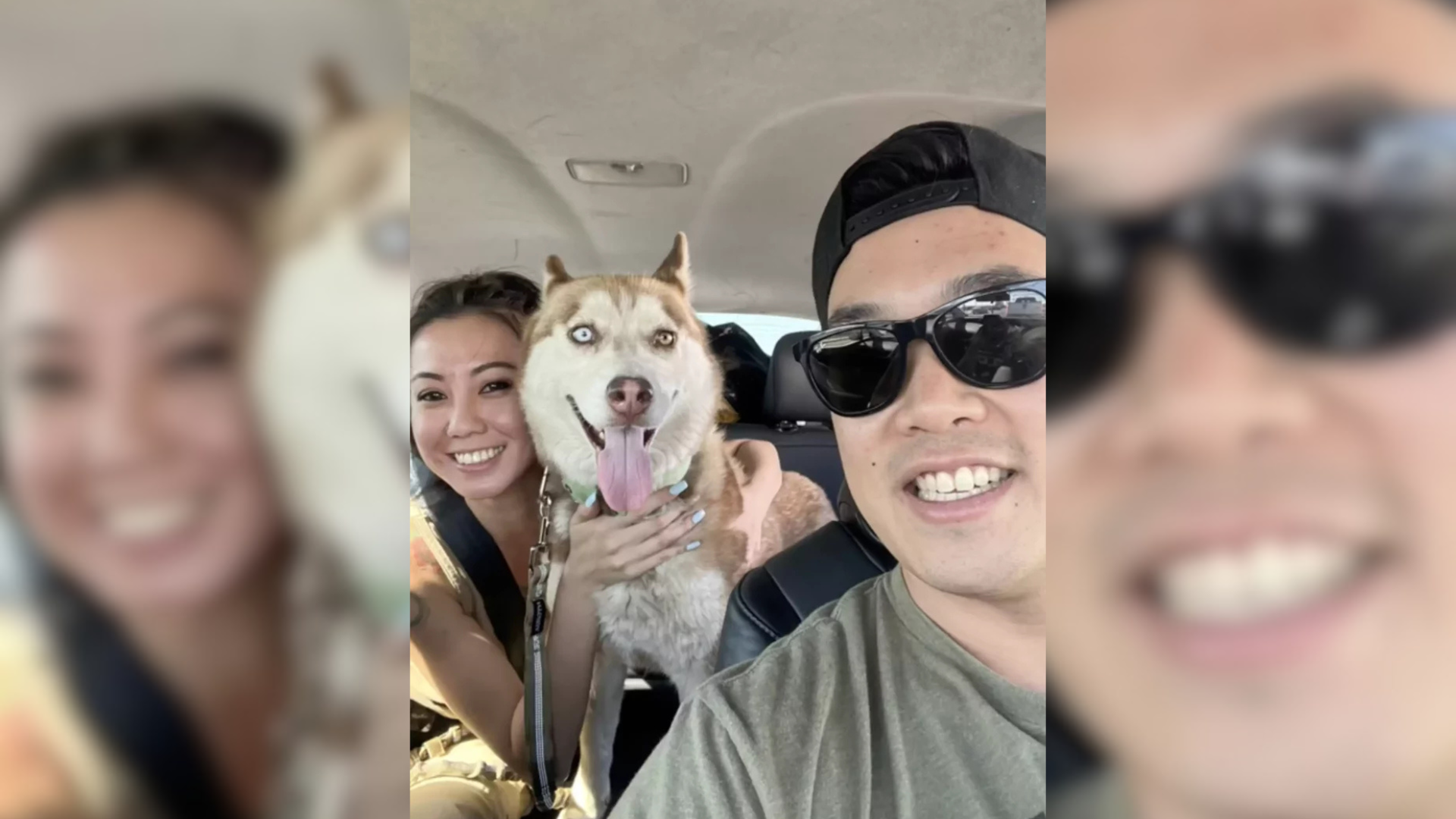 husky with couple in car