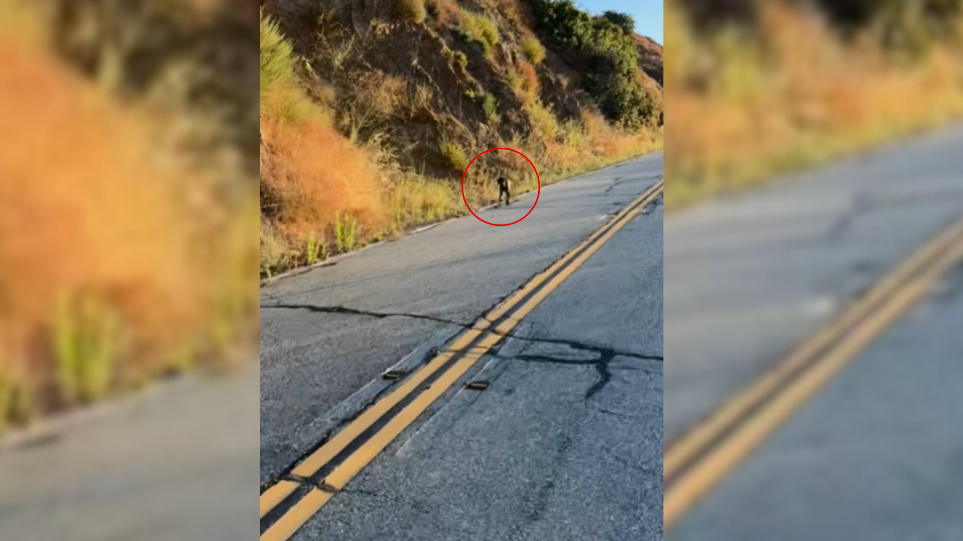 stray dog on road