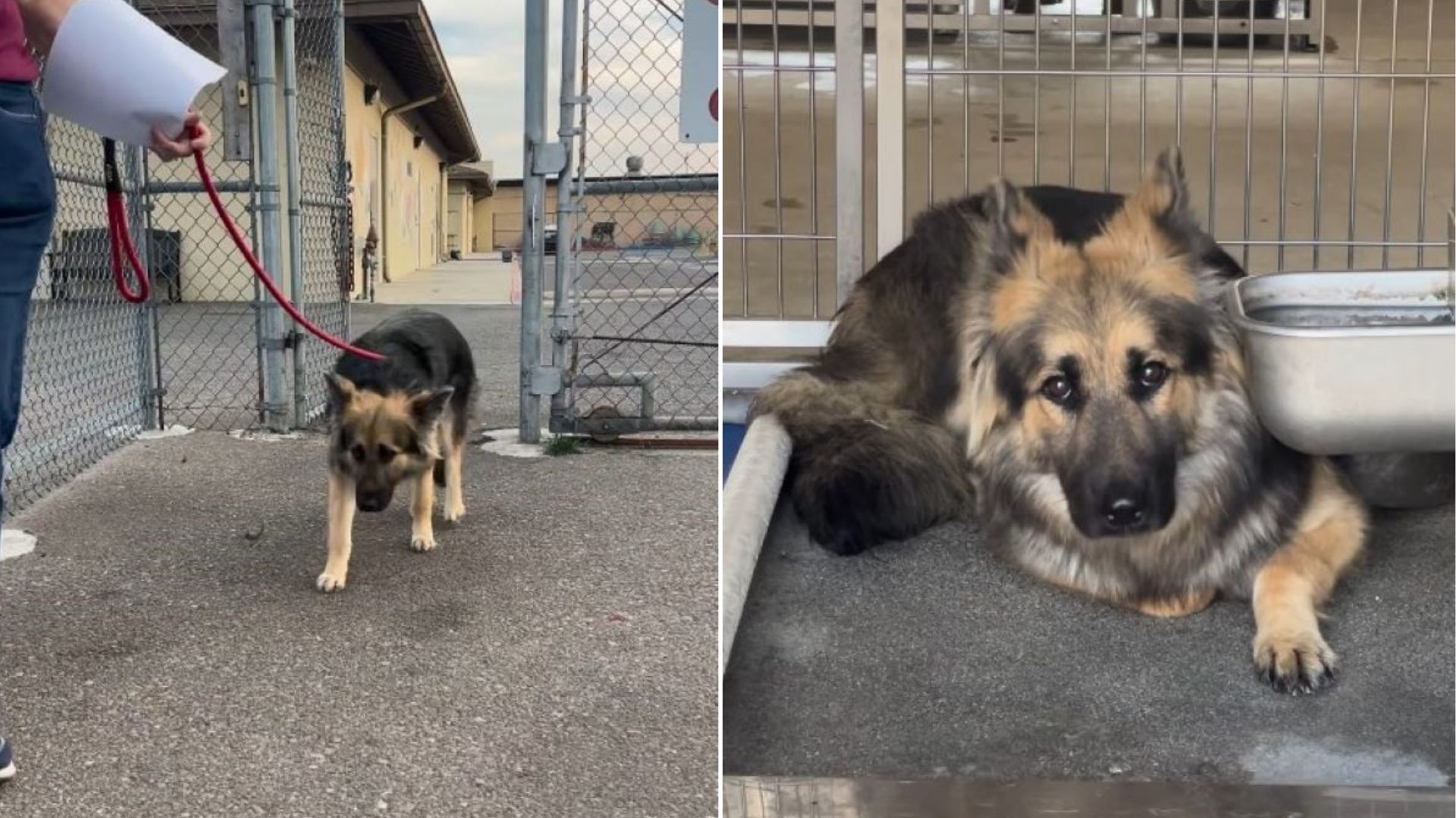 scared German Shepherd