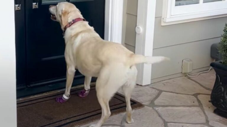 cute white dog