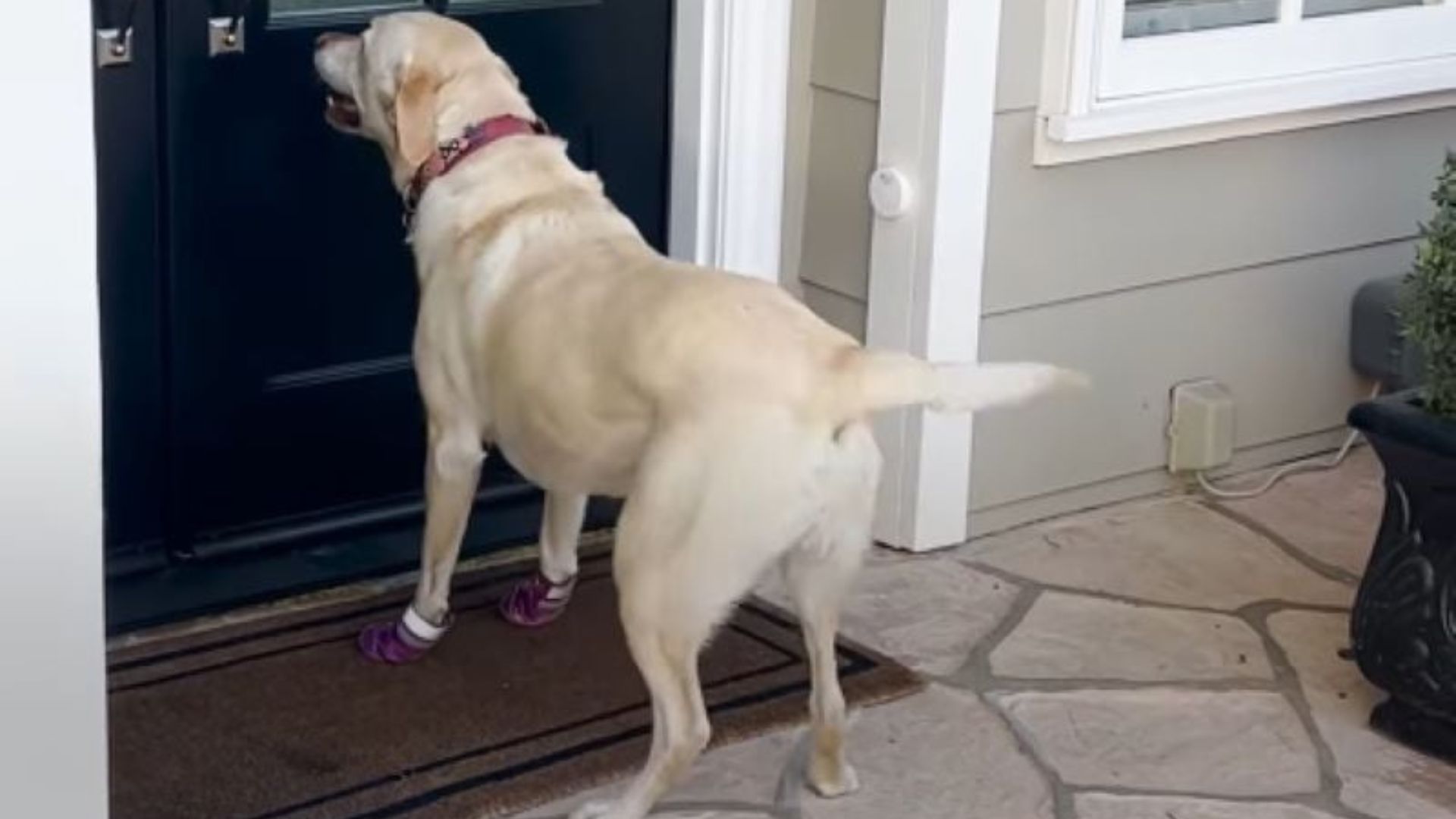 cute white dog