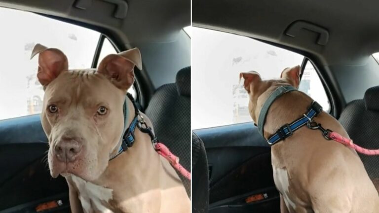 dog in car