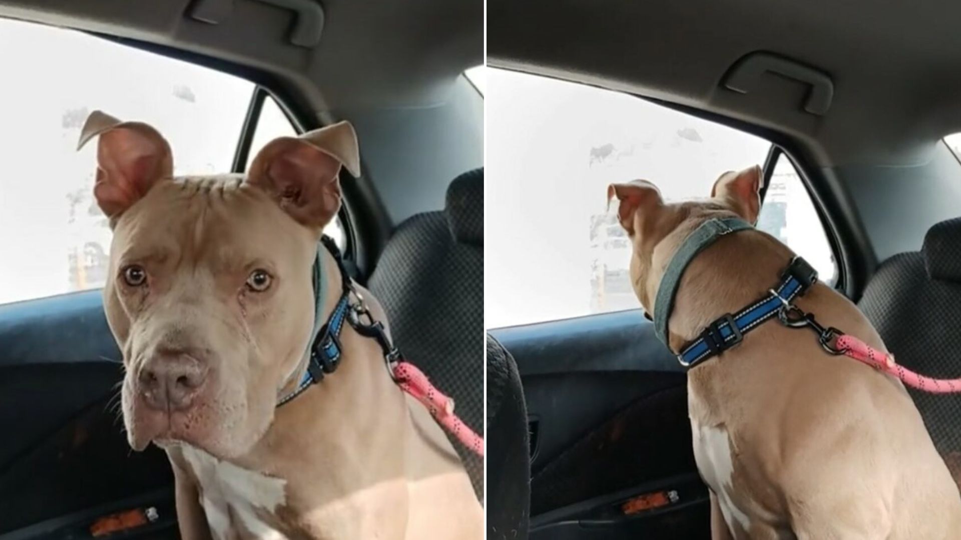 dog in car