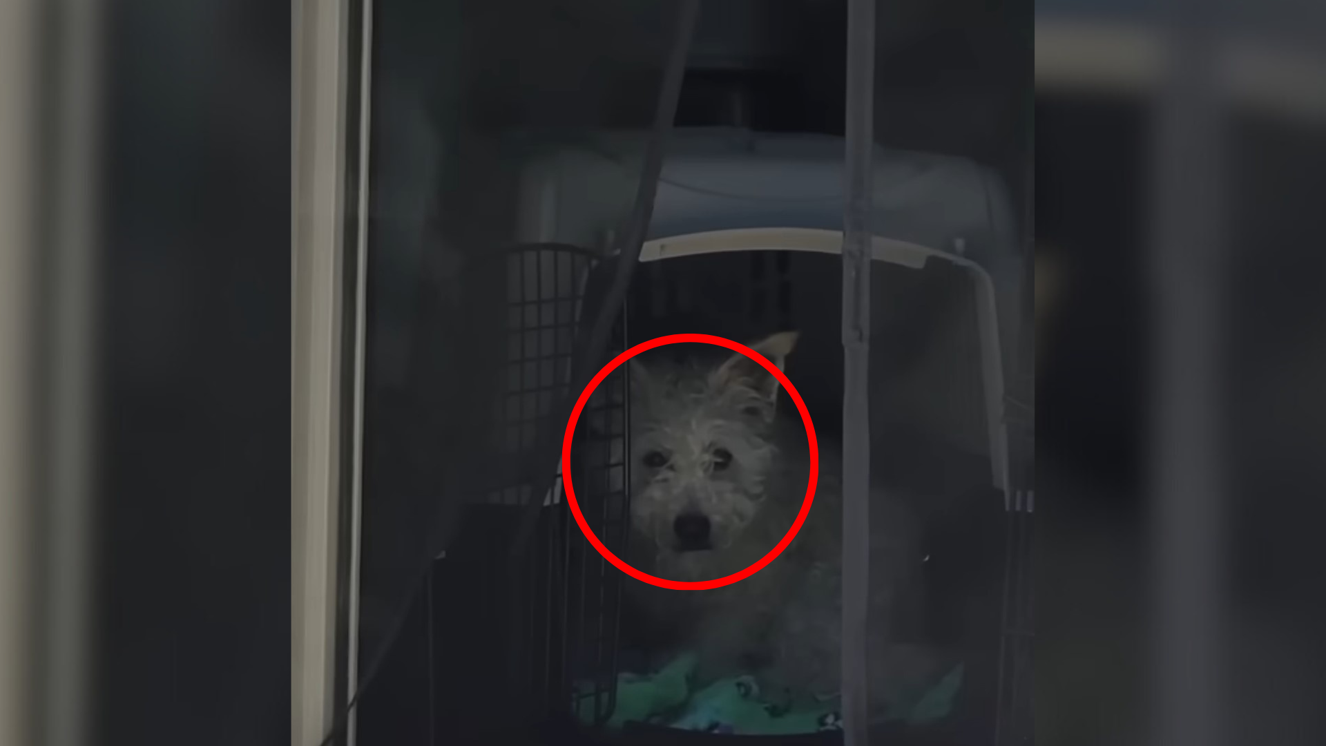 California Dog From A Hoarding Case Needed Another Pup Before People Felt Less Scary