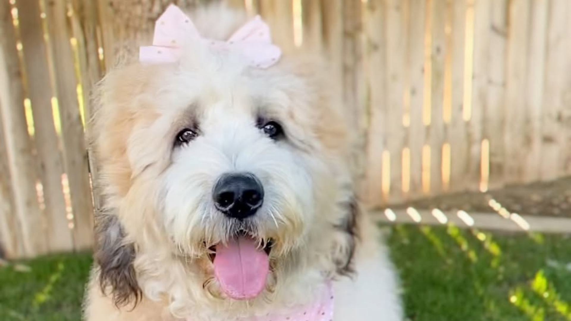 big dog with bow