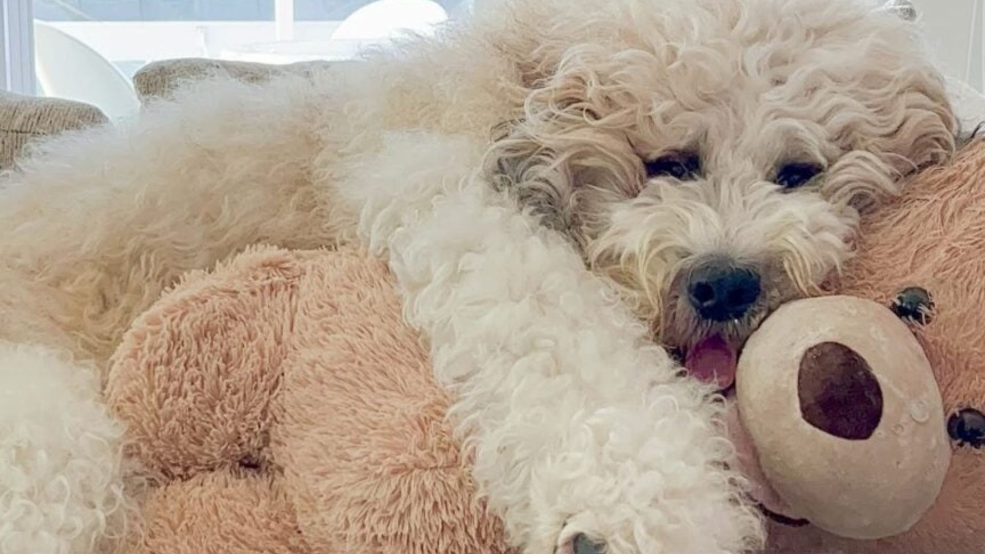 fluffy dog