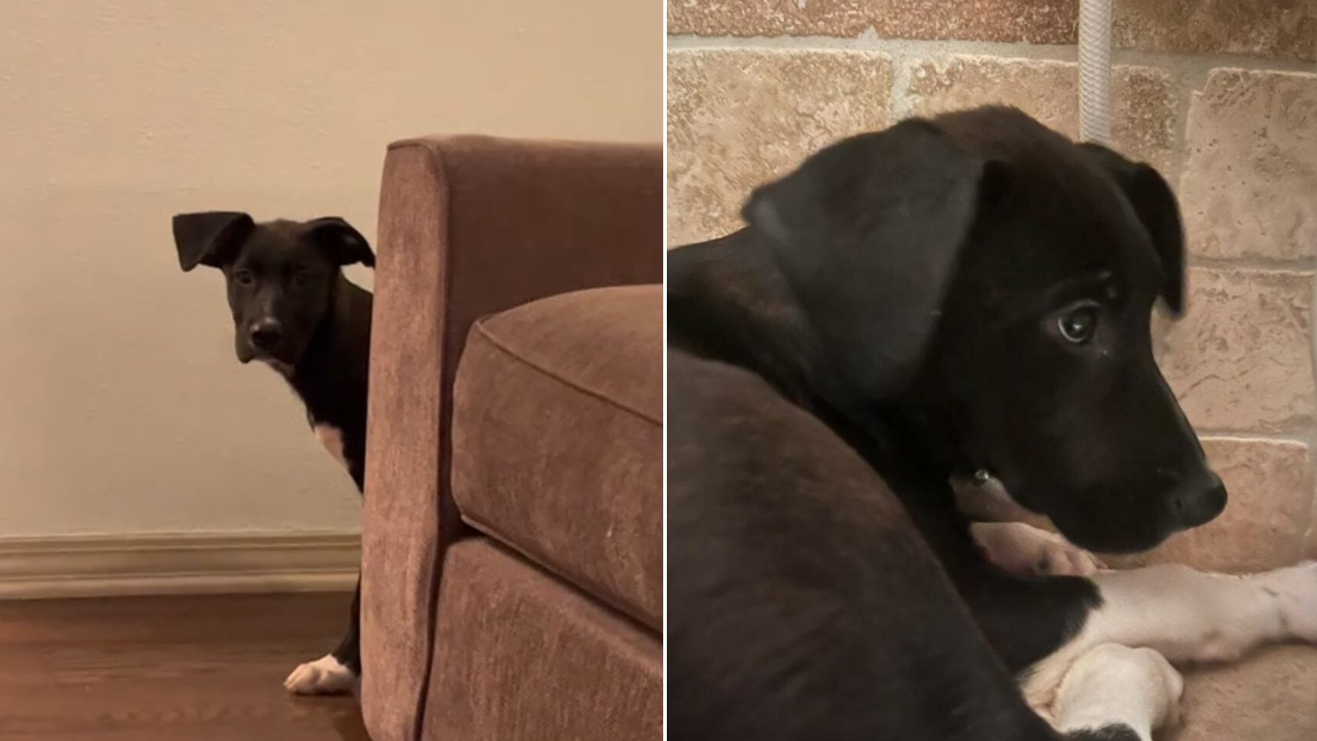 scared black dog