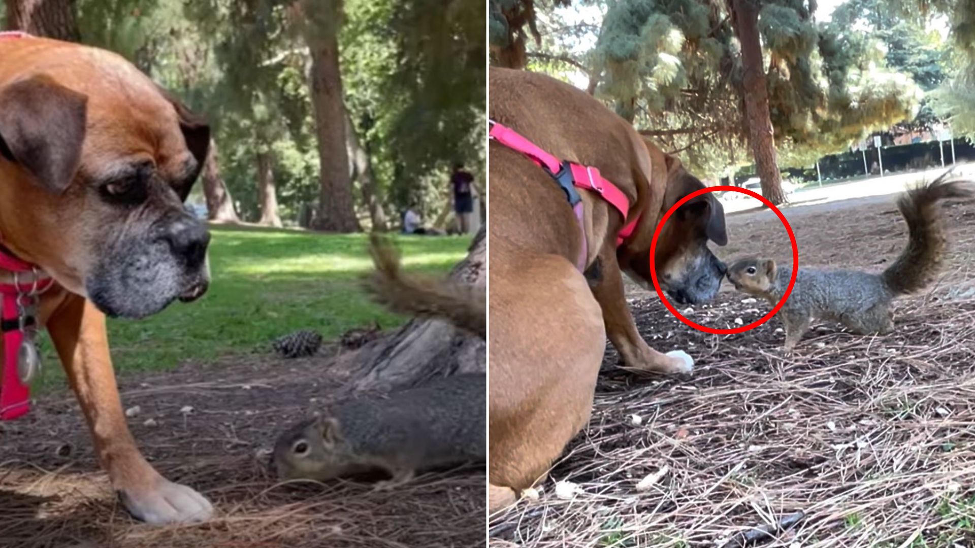dog and squirrels in park