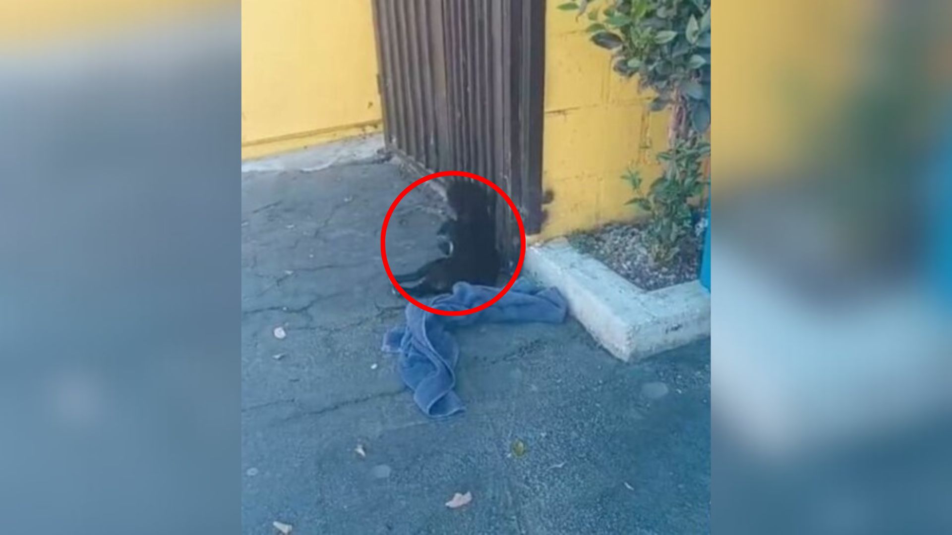 dog on roadside