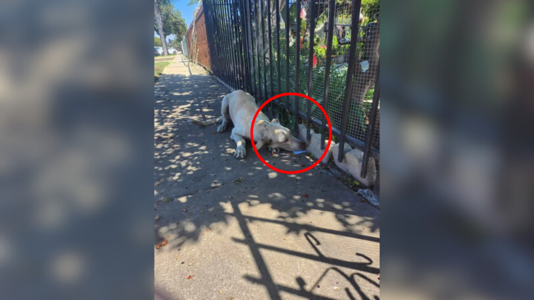 dog reaching under fence
