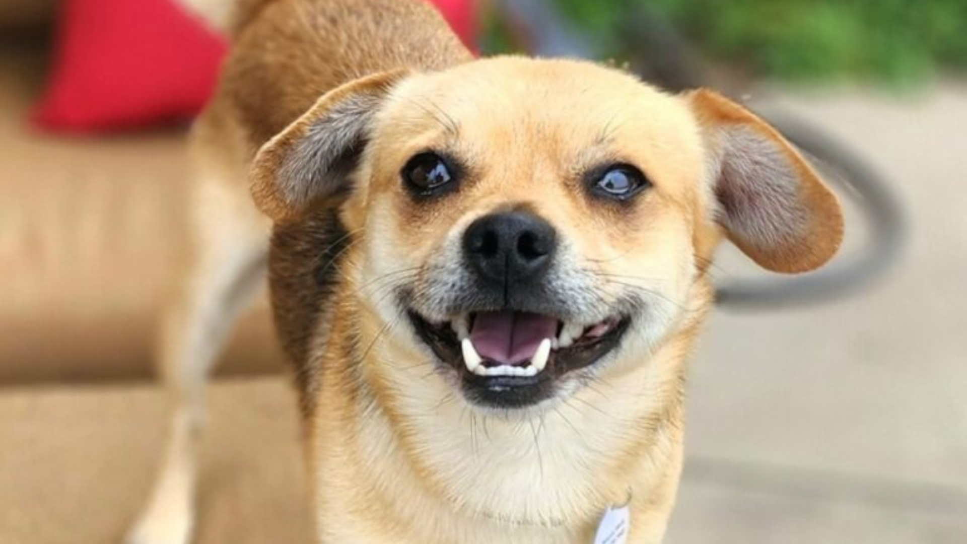 cute beagle dog