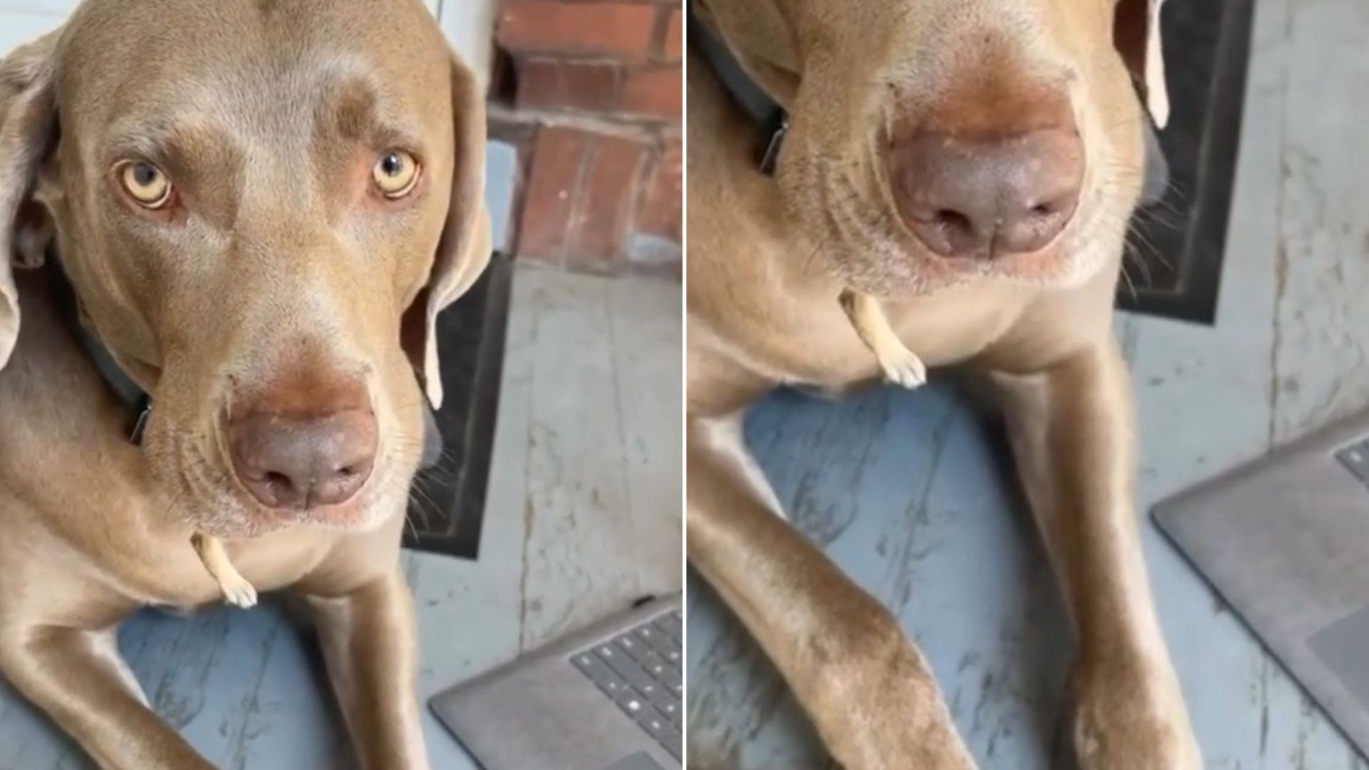 dog with rare condition