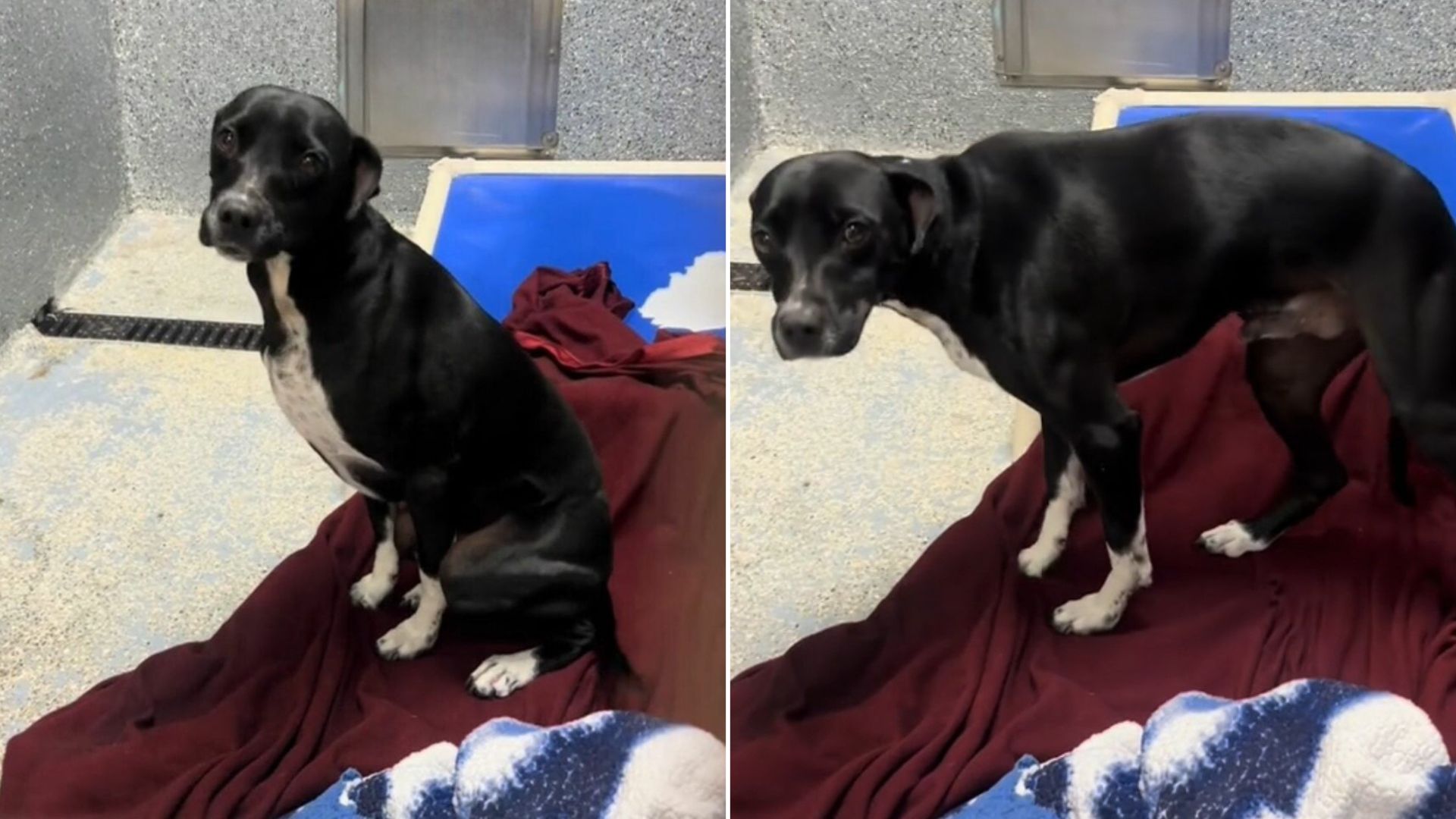 sweet senior dog