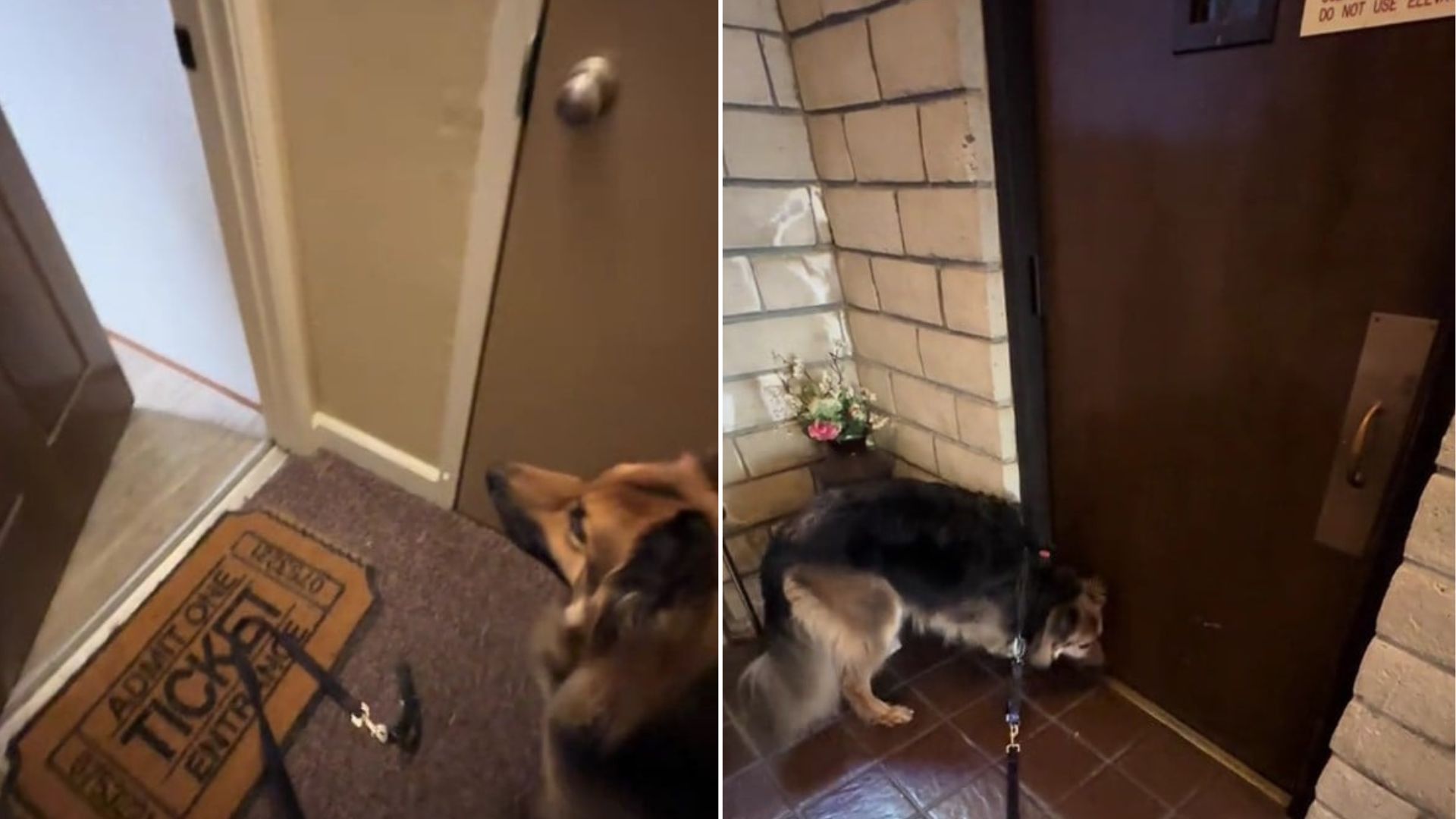 dog sniffing