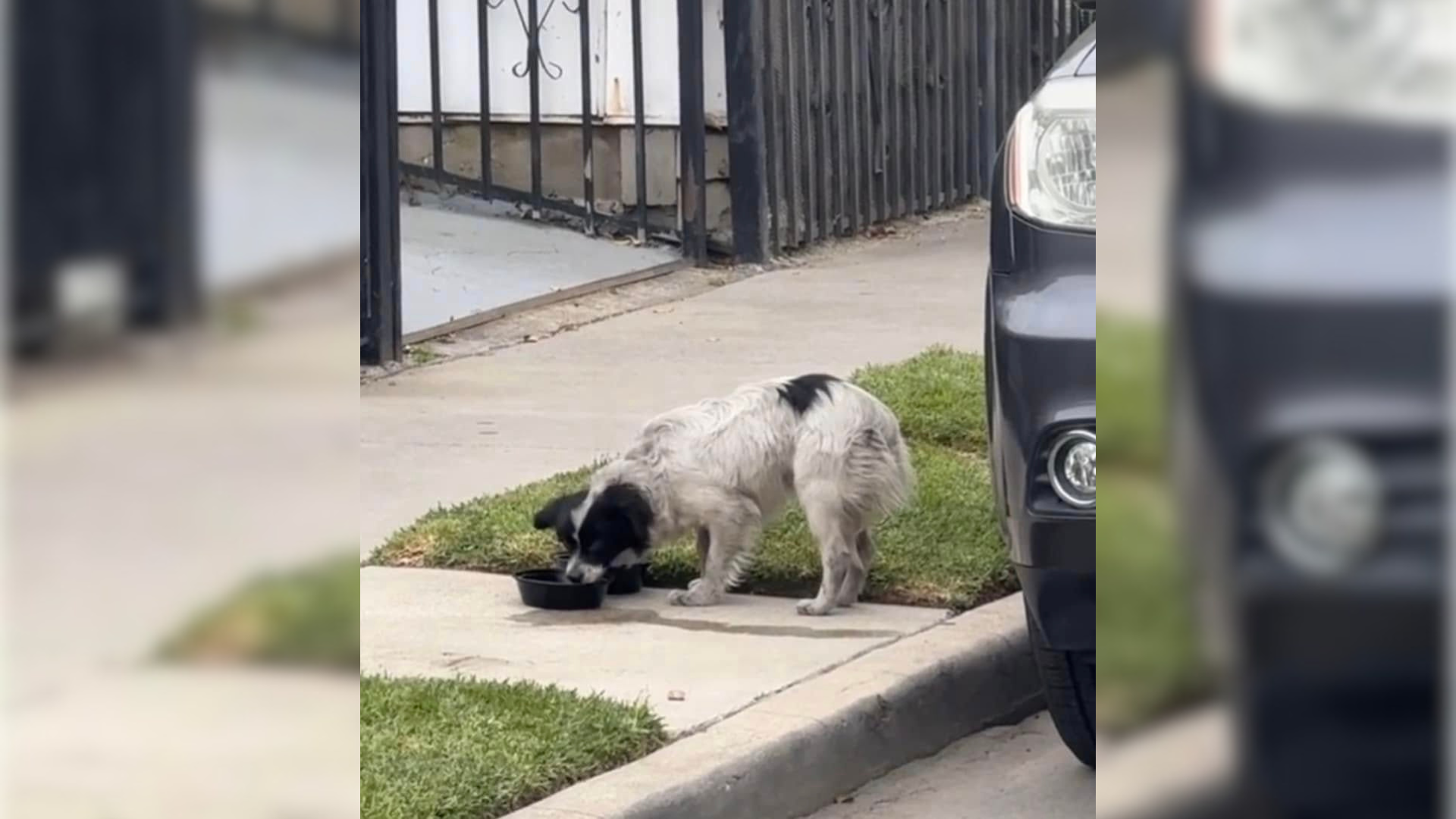 stray dog