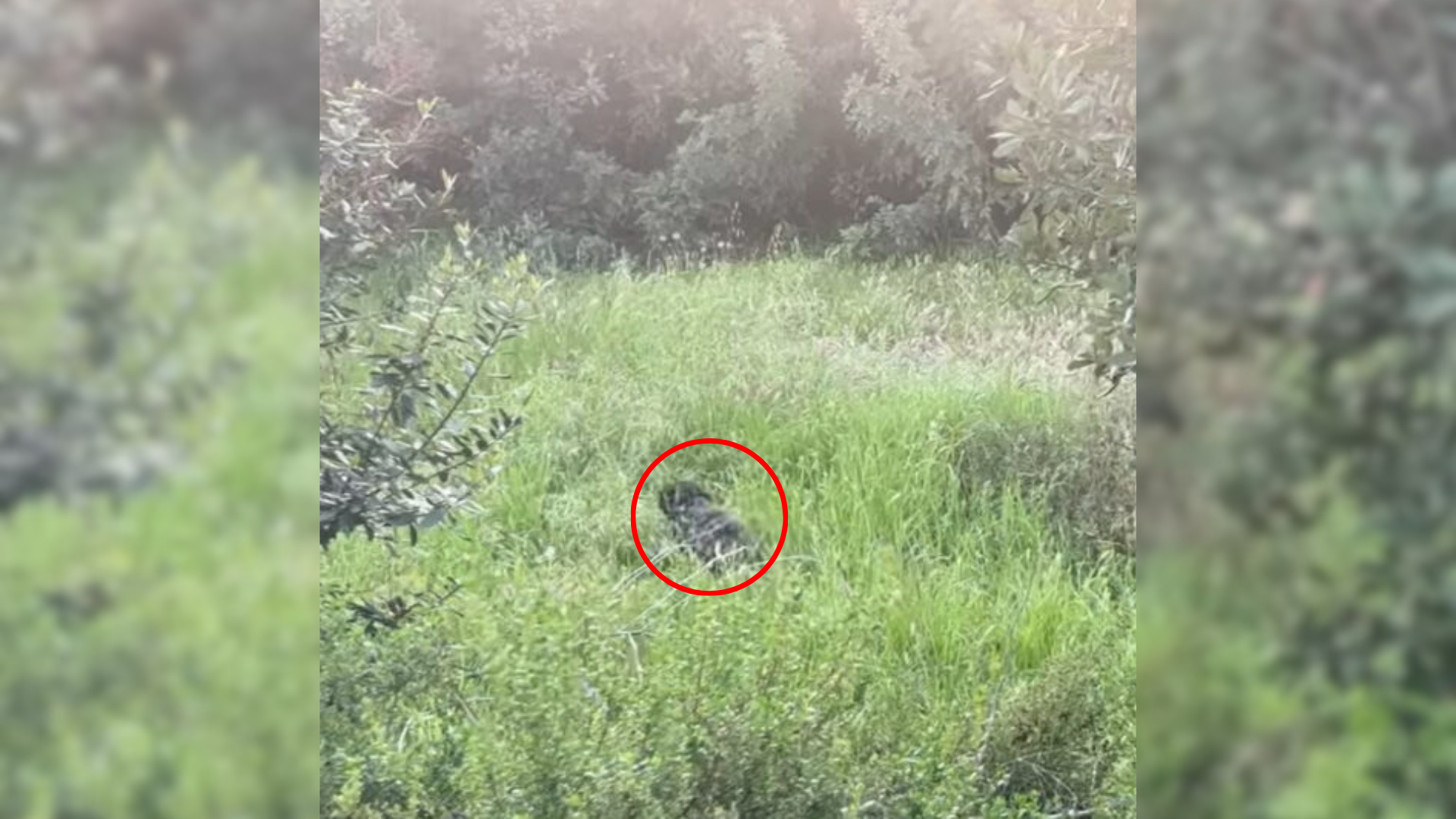 animal in grass
