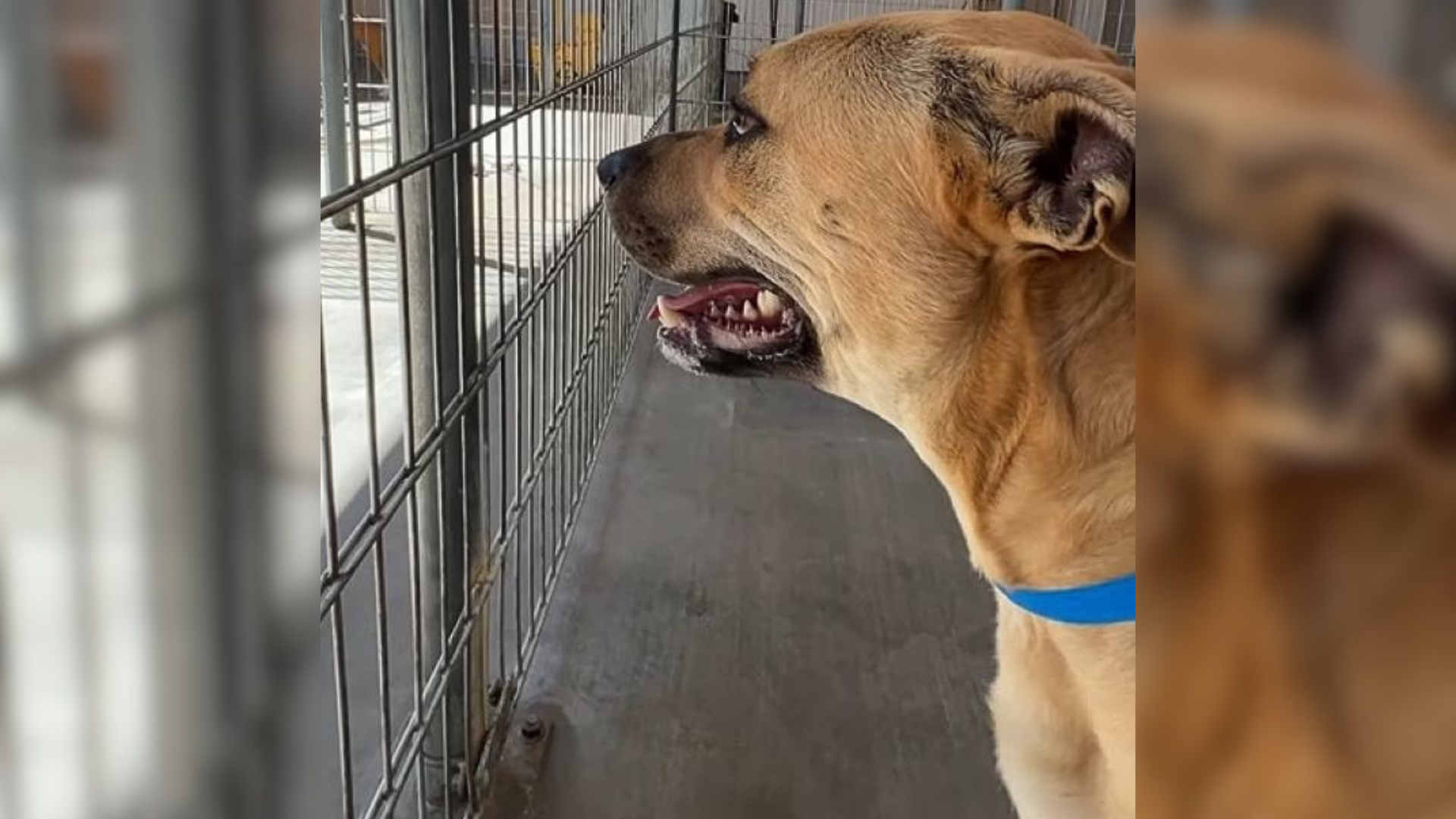 dog in a cage looking out