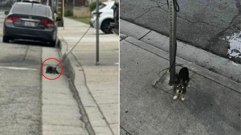 tied dog