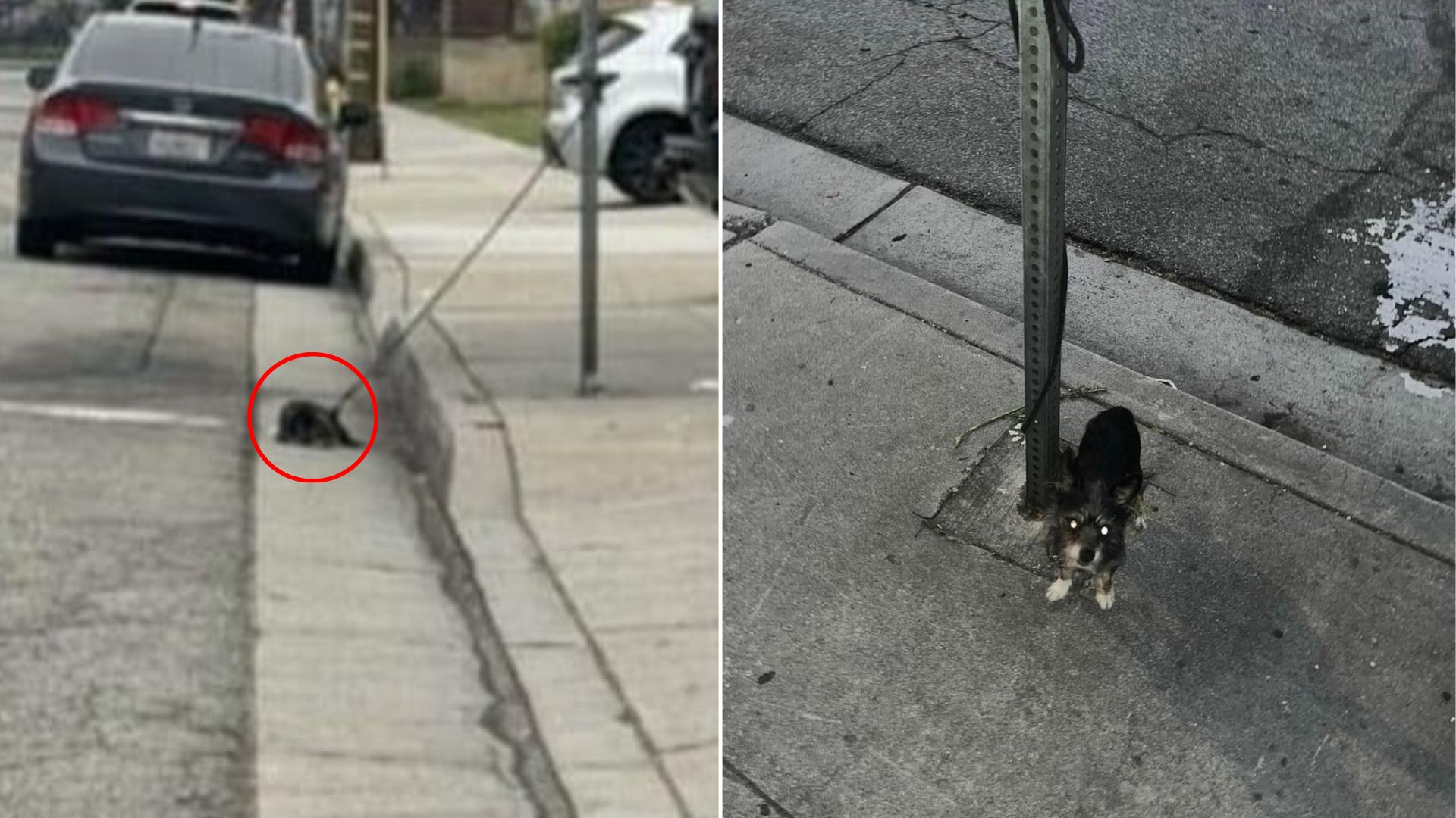 tied dog