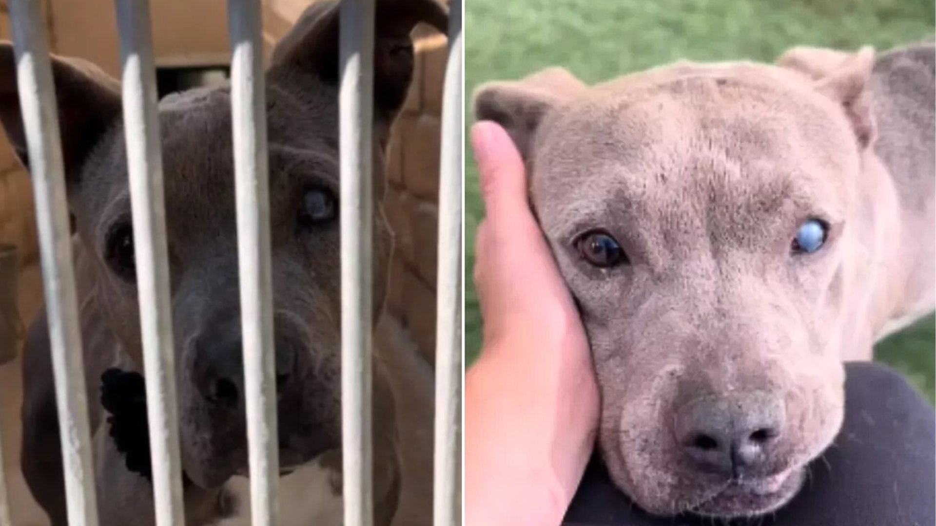 shelter dog snuggling