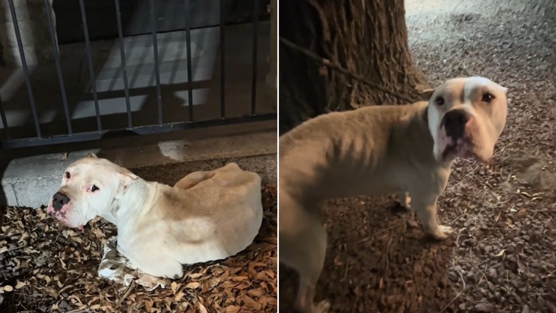 thin dog