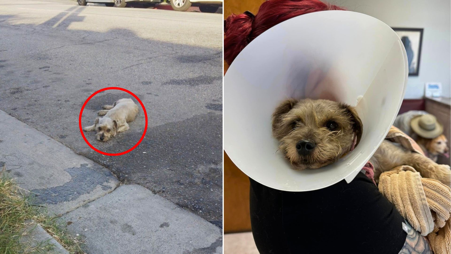injured dog on road