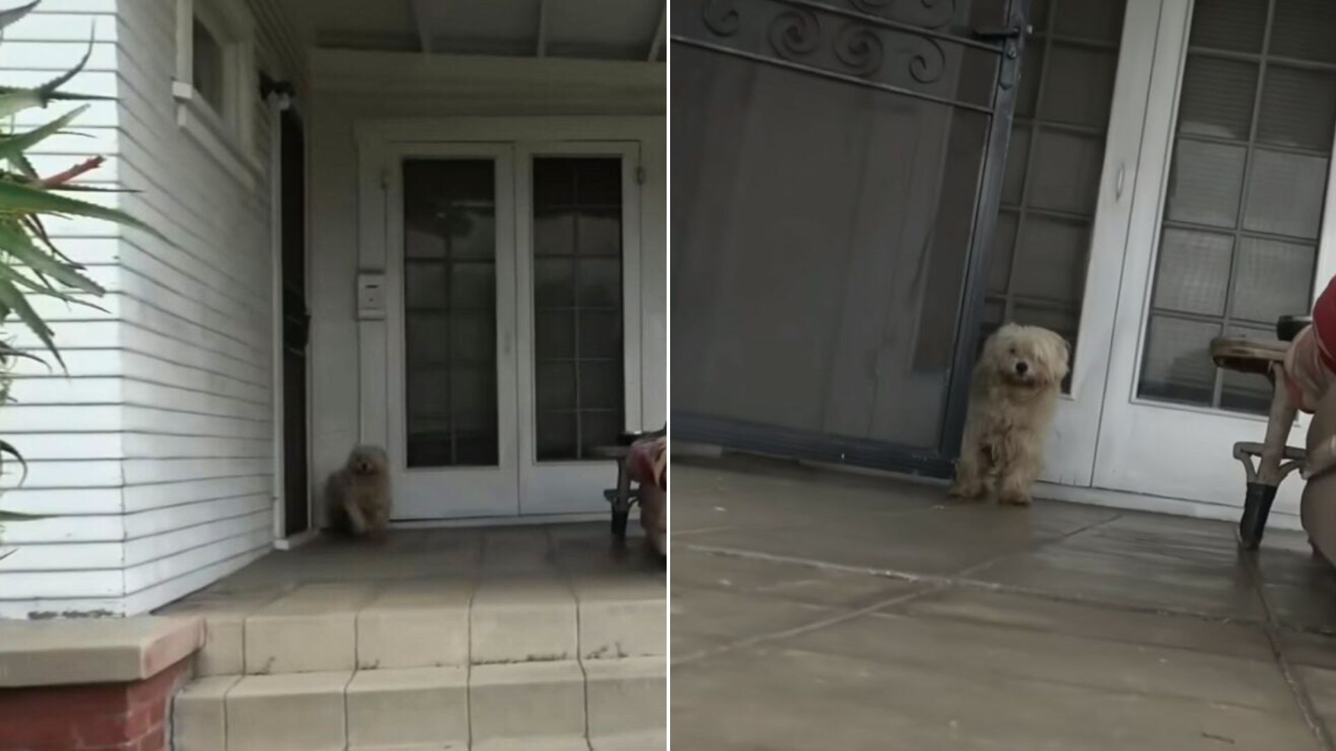 dog sitting down