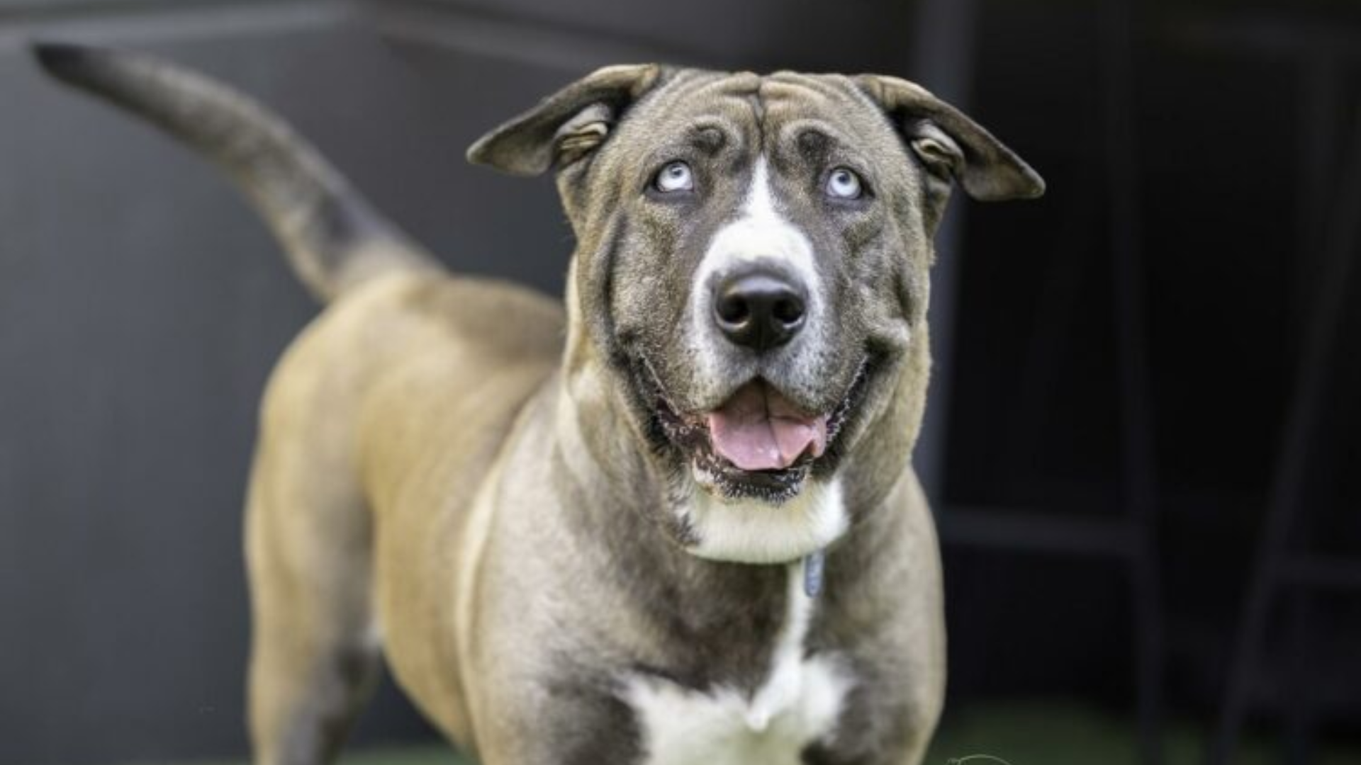 dog with pale eyes