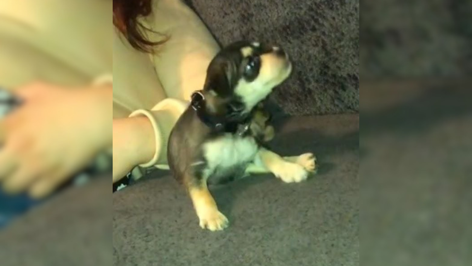 tiny puppy on couch