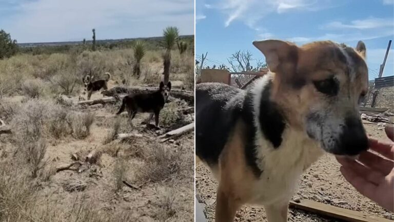 abandoned dog in desert