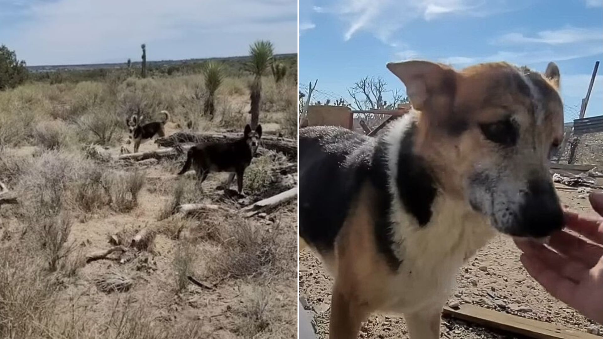 abandoned dog in desert