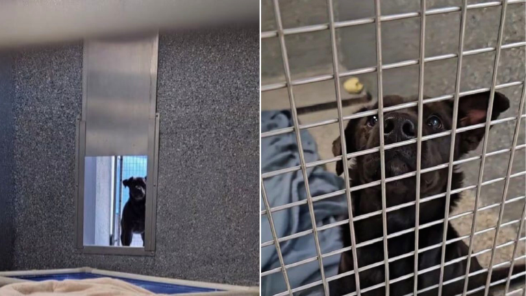 shelter dog in kennel