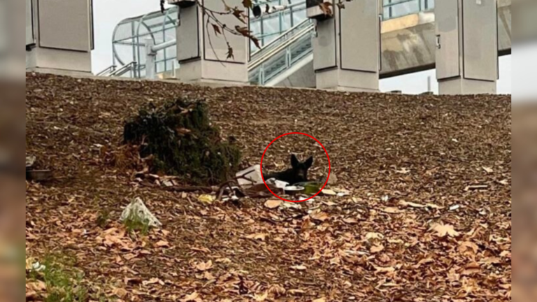 dog hiding in leaves