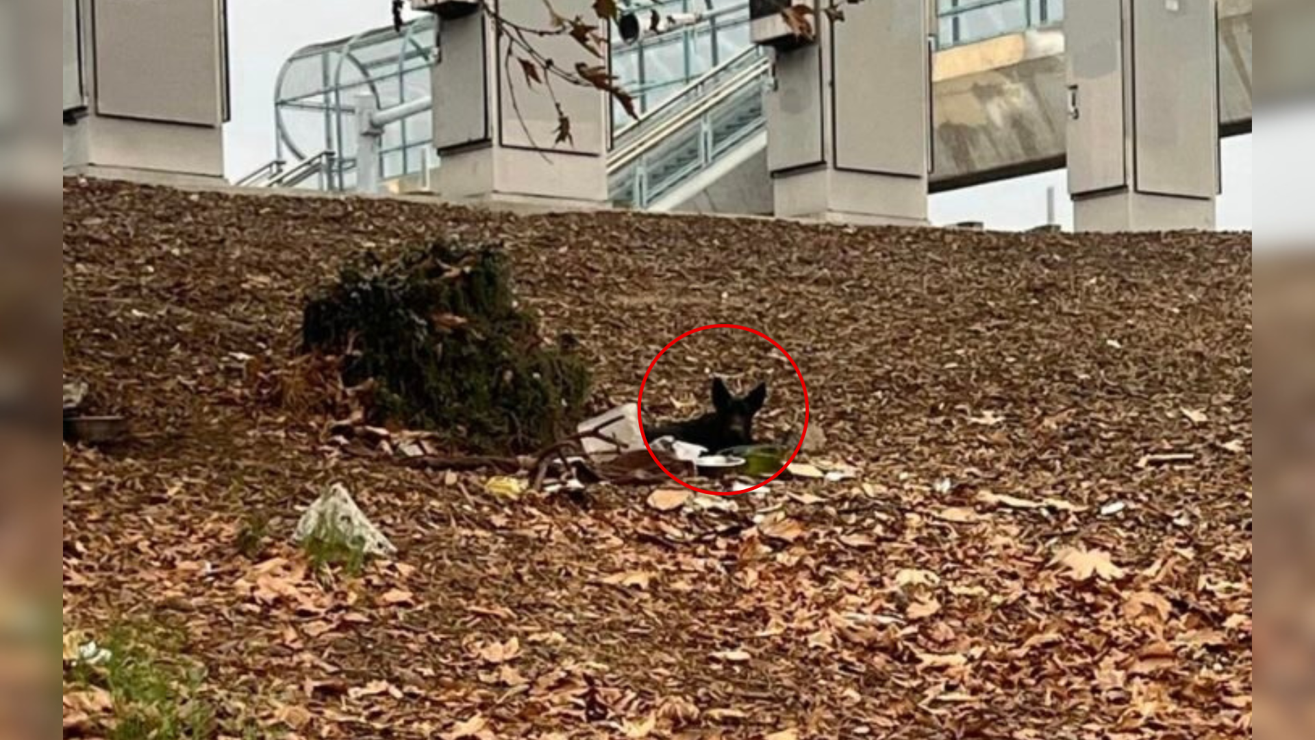 dog hiding in leaves