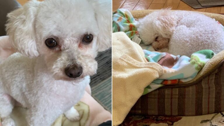 tiny white dog