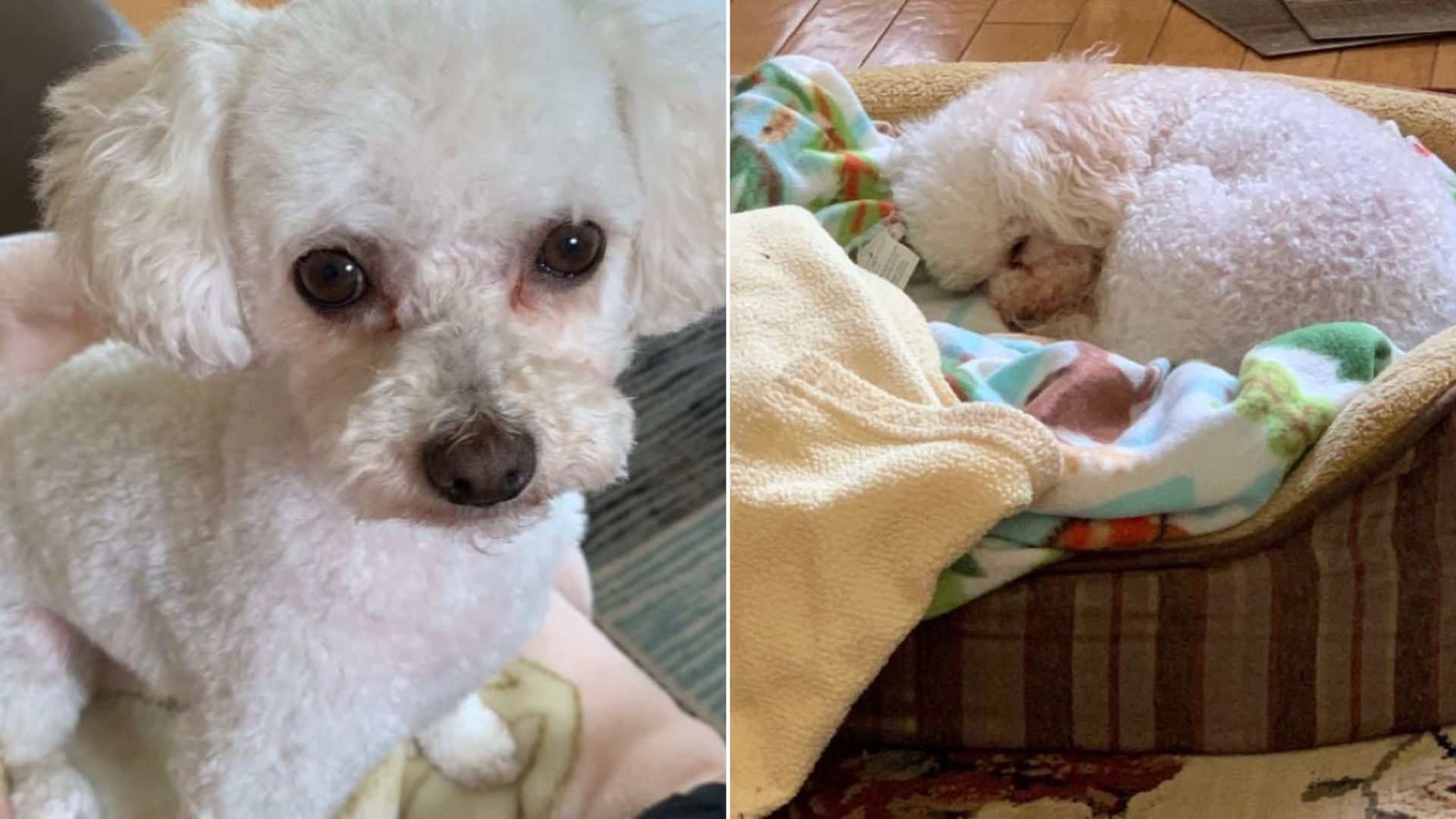 tiny white dog