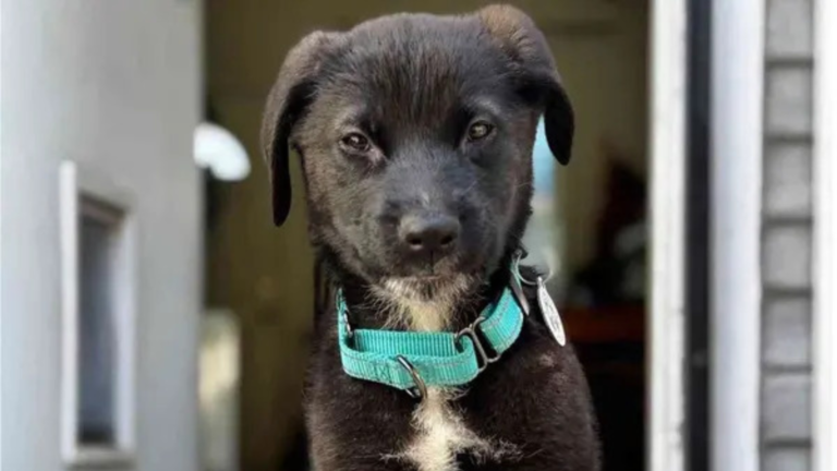 black puppy with green collar