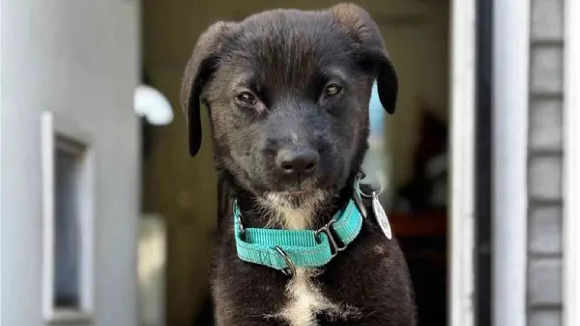 black puppy with green collar