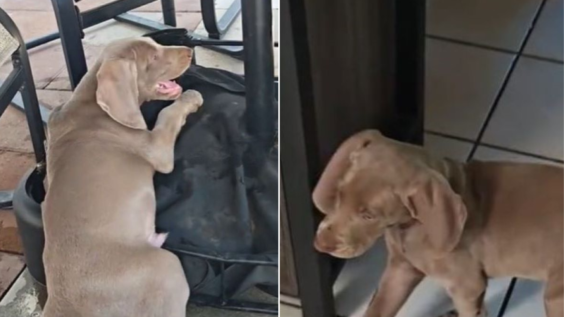 brown puppy