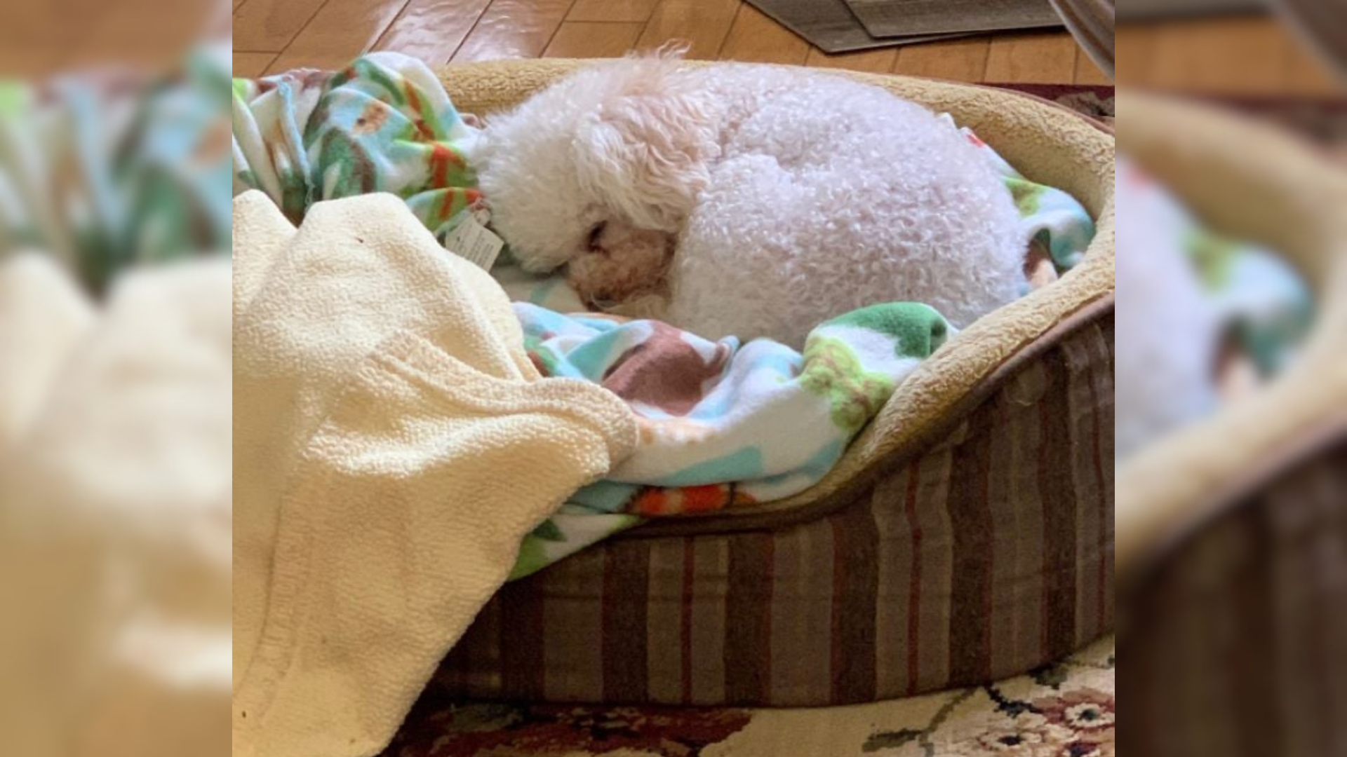 dog curled up in bed