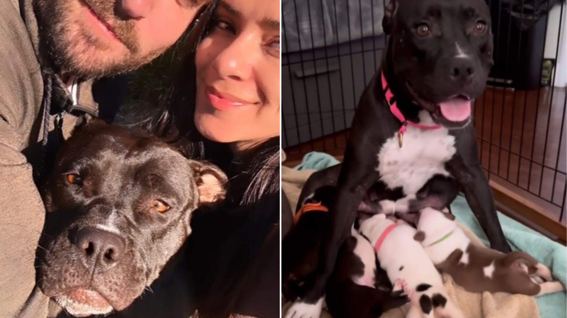 sweet adopted dog