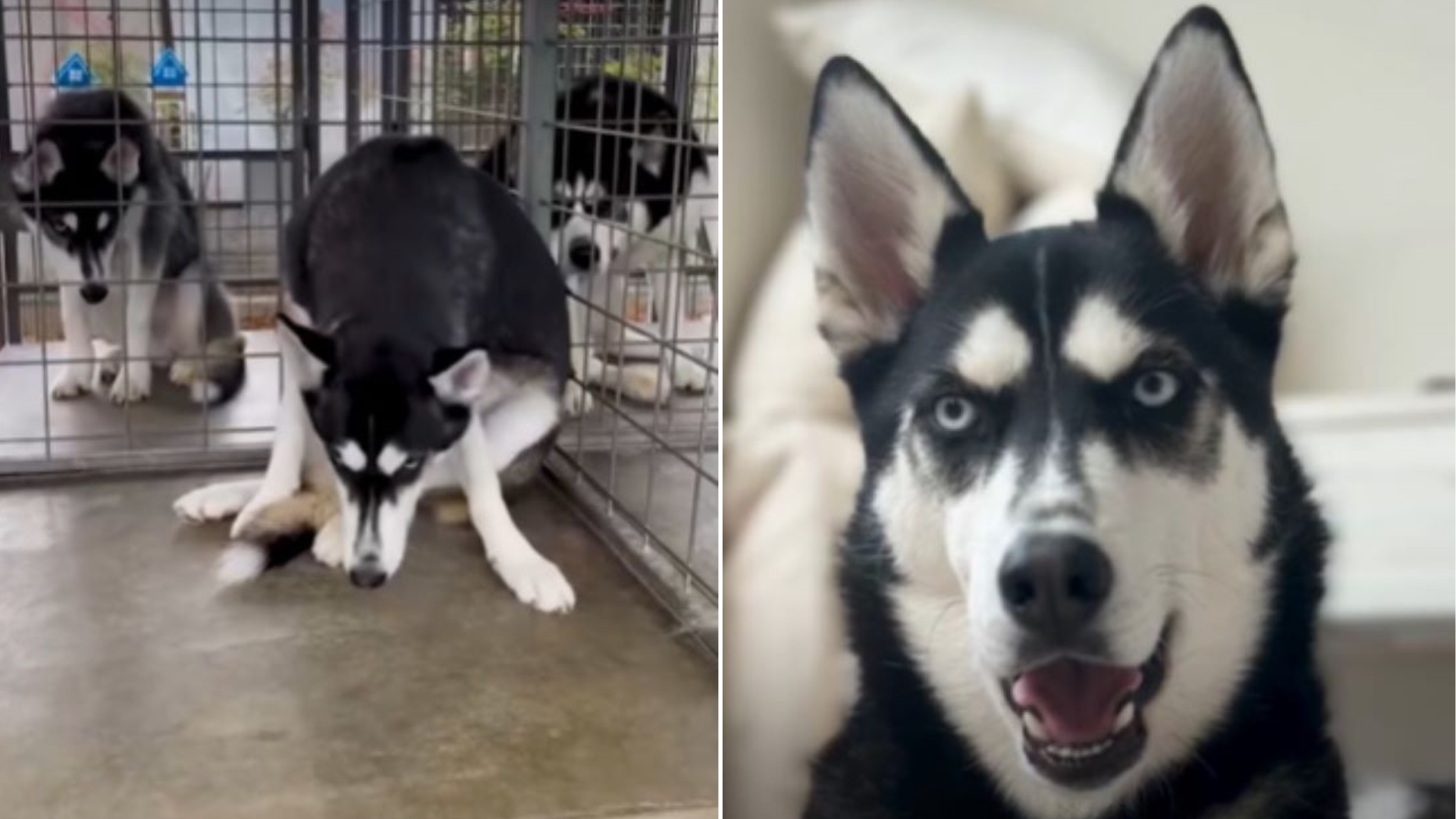 husky in shelter