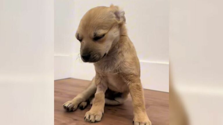 tiny puppy