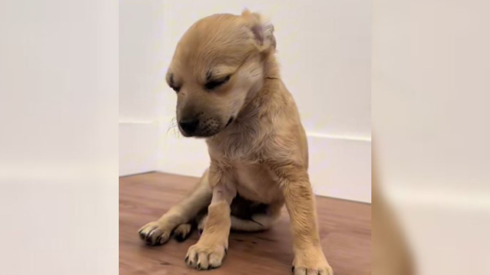 tiny puppy