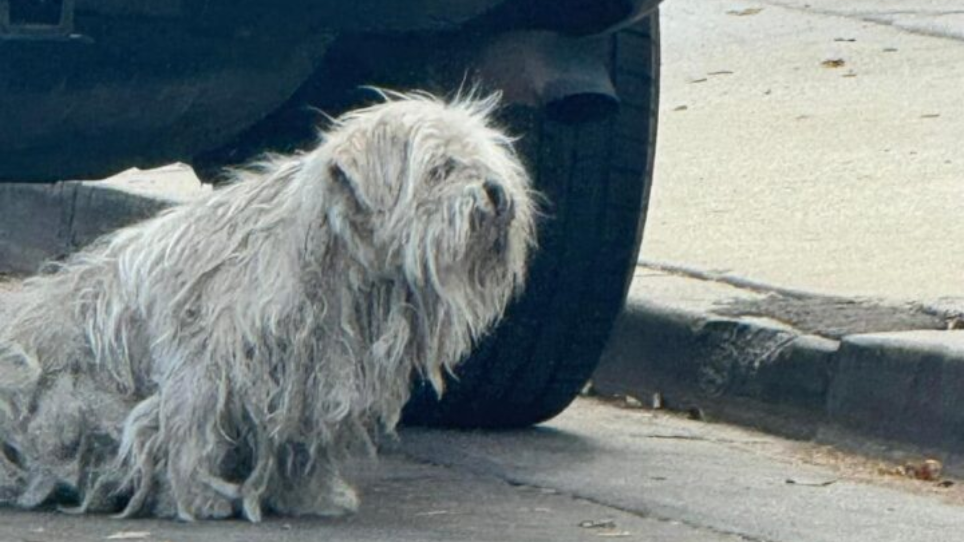 matted dog