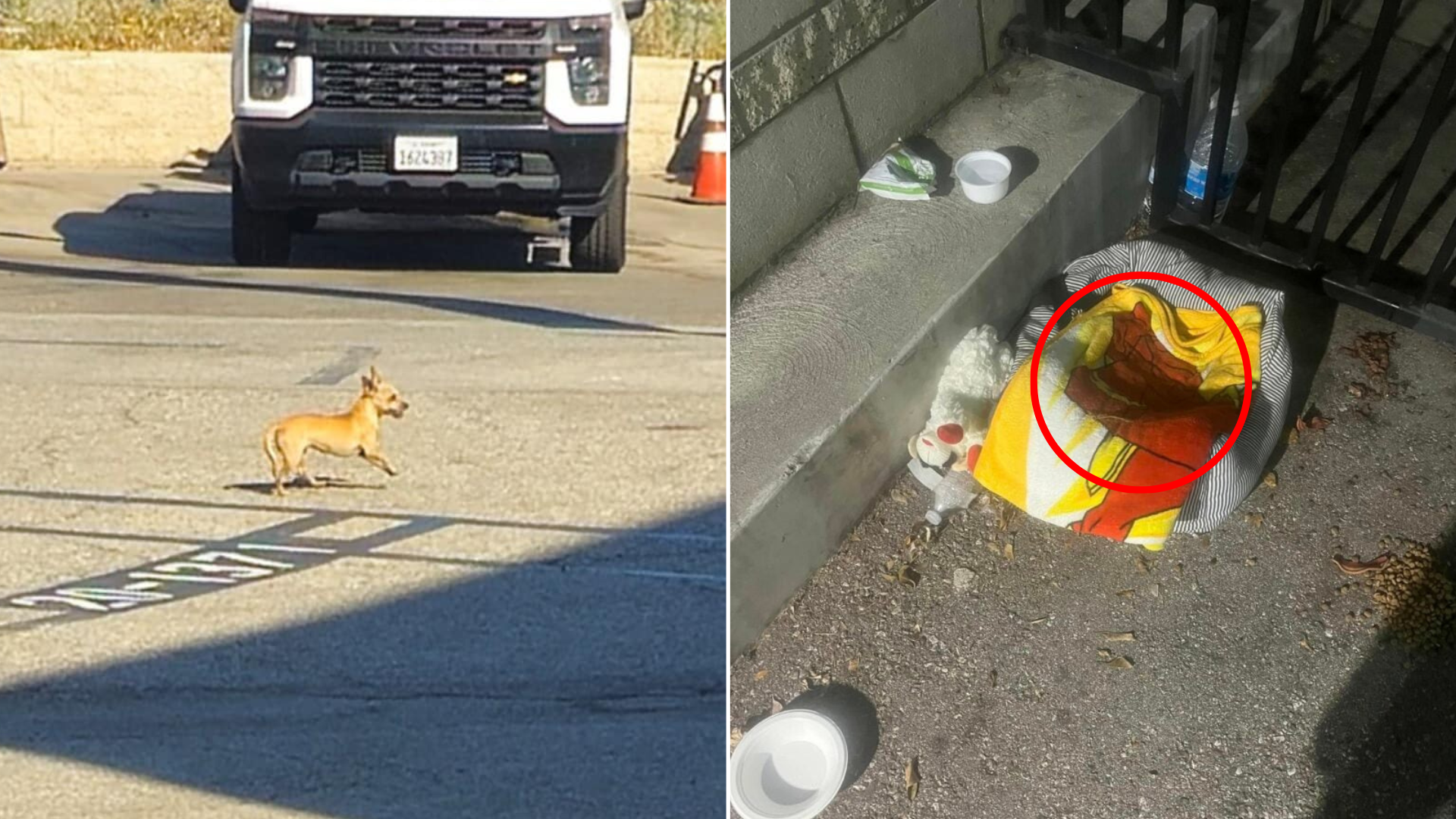 stray chihuahua