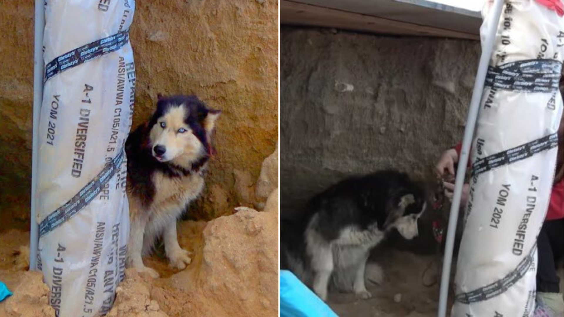 husky at a construction site
